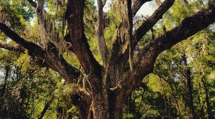 Village Point Park Preserve in Daphne, AL previously known as Jackson's oak park